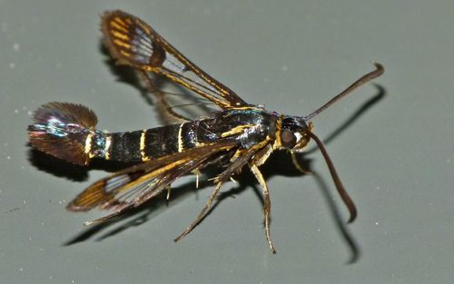 Currant Clearwing Moth photo 5