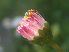 Araneus