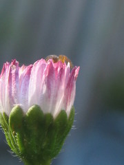 Araneus