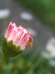 Araneus