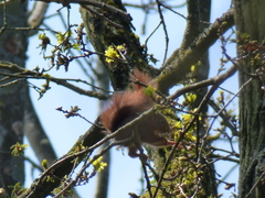 Sciurus vulgaris