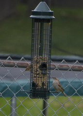 Passer domesticus
