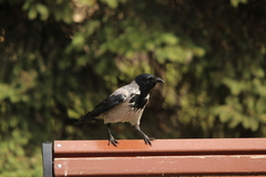 Corvus cornix
