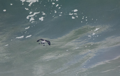 Pelecanoides garnotii