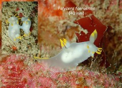 Polycera