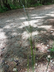 Nassella leucotricha