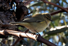 Phylloscopus collybita