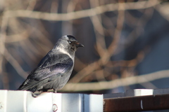 Corvus monedula