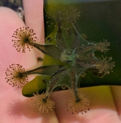 Haliclystus sanjuanensis