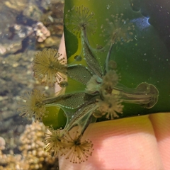 Haliclystus sanjuanensis