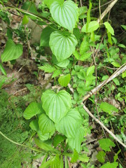 Dioscorea villosa
