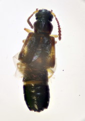 Ochthephilus venustulus