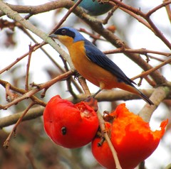 Pipraeidea melanonota