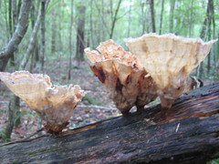 Cymatoderma caperatum