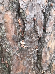 Dendroctonus frontalis