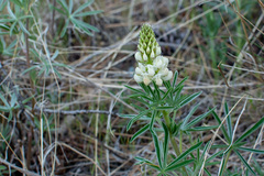 Lupinus sulphureus