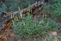 Lupinus sulphureus