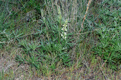 Lupinus sulphureus