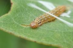 Hemiscopis sanguinea