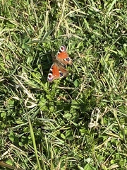 Aglais io