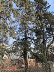 Pinaceae