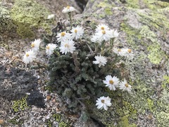 Castroviejoa frigida