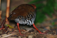 Rallina fasciata