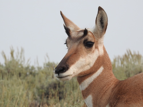 Pronghorn photographed in Wyoming