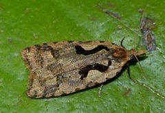 Lyre Moth - Photo (c) Steve Kerr, some rights reserved (CC BY), uploaded by Steve Kerr