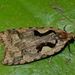Lyre Moth - Photo (c) Steve Kerr, some rights reserved (CC BY), uploaded by Steve Kerr