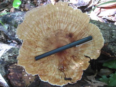 Cymatoderma caperatum