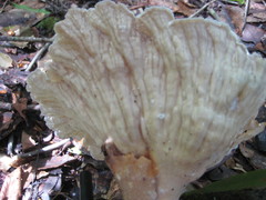 Cymatoderma caperatum
