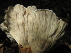 Cymatoderma caperatum