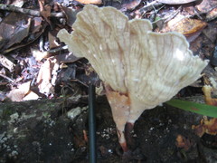 Cymatoderma caperatum