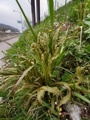 Puccinia sii-falcariae
