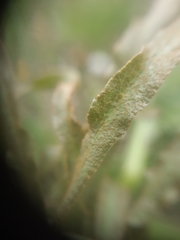 Puccinia sii-falcariae
