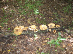 Cymatoderma caperatum