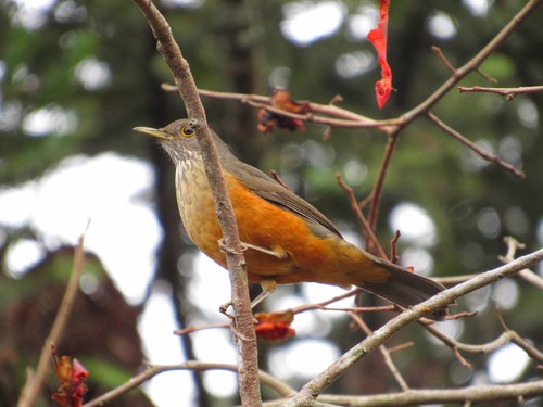 Turdus rufiventris