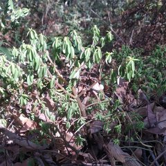 Peperomia leptophylla