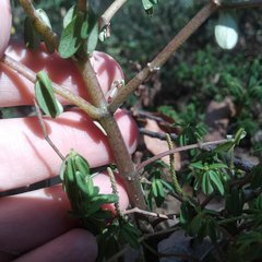 Peperomia leptophylla