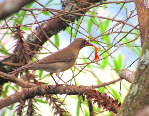 Turdus amaurochalinus