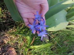 Hyacinthus