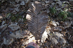Magnolia obovata