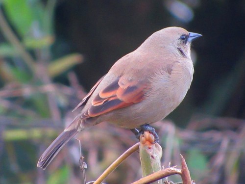Agelaioides badius