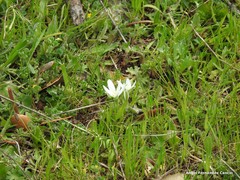 Ornithogalum baeticum