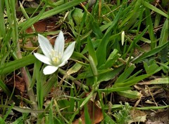 Ornithogalum baeticum