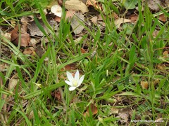 Ornithogalum baeticum