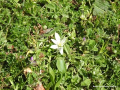 Ornithogalum baeticum