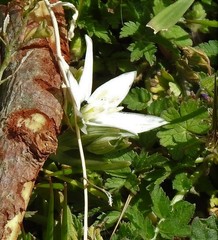 Ornithogalum baeticum