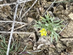 Ceratocephala testiculata